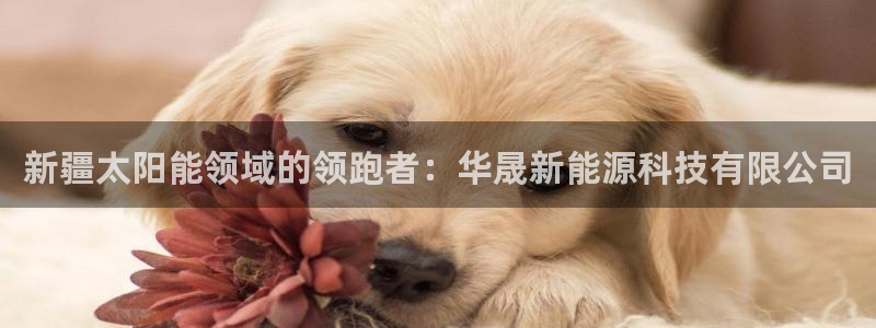 sunbet手机网页版本